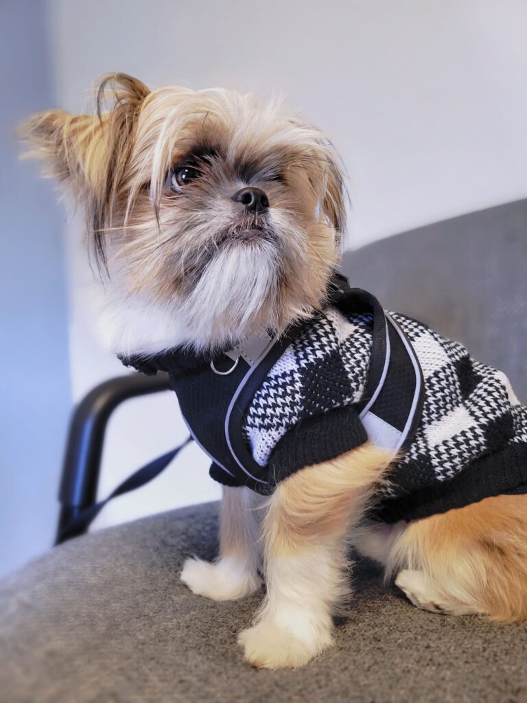 Small Dog in Ace of Spays Lobby. Hainesport, NJ
