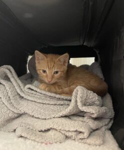 Kitten in a carrier arriving for neuter surgery at Ace of Spays in Hainesport NJ