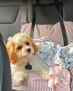 Easy Recovery after Dog Spay Ace of Spays